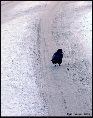 No heavy traffic today  *  by Yuri Pautov