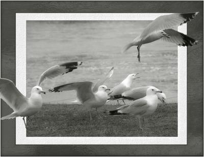 Framed Cheryl Meisel