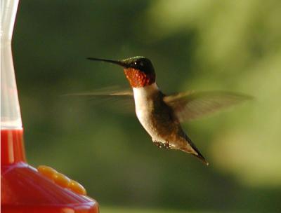 Hummer  by Judy Howle