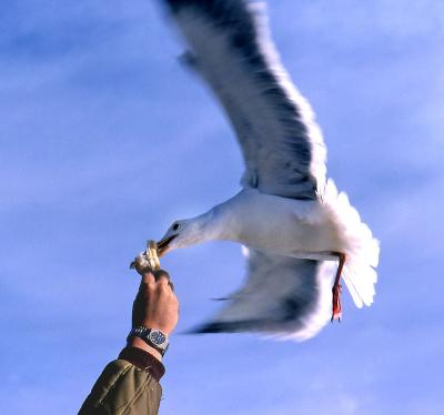 Feeding Time*by Moti