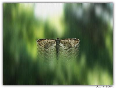 Moth on the fly  by Arn