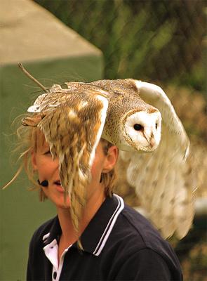 The Owltheblue