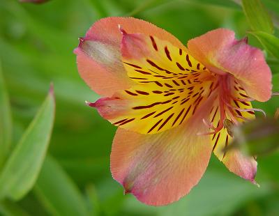 Astroemeria  by Terry Straehley