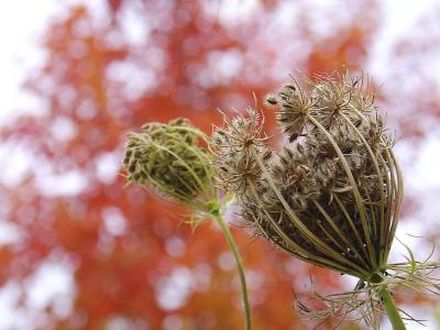 Fall Weed Number 1