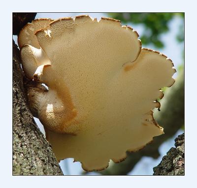 Tree Fungus by Bev Brink