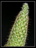 <b>Cactus</b>* <br> by Dwight1973