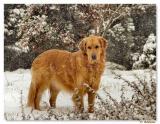 <p align=center><b>Natures Golden Texture</b> <br> <font size=1> by P. Beeson (NC)</font></p></br>
