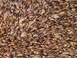 Hrisson - Hedgehog<br>by Garric
