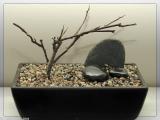 bonsai<br><i>By: Pupator</i>