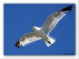 Gliding by Roberta