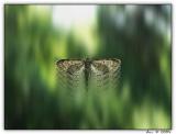 <b>Moth on the fly</b> <br> <font size=1>by Arn</font></p>