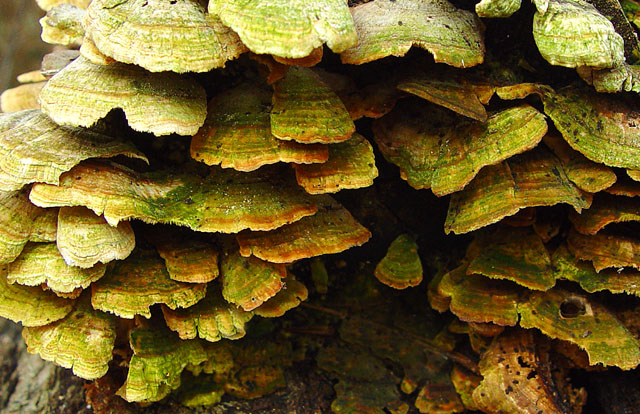 <b>fungus</b> <br> <font size=1> by Faye White</font></p>