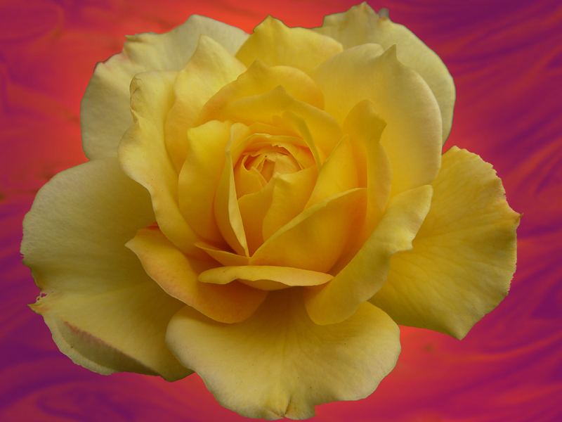 yellow rose<b><br><font size=1>by Harry Behret