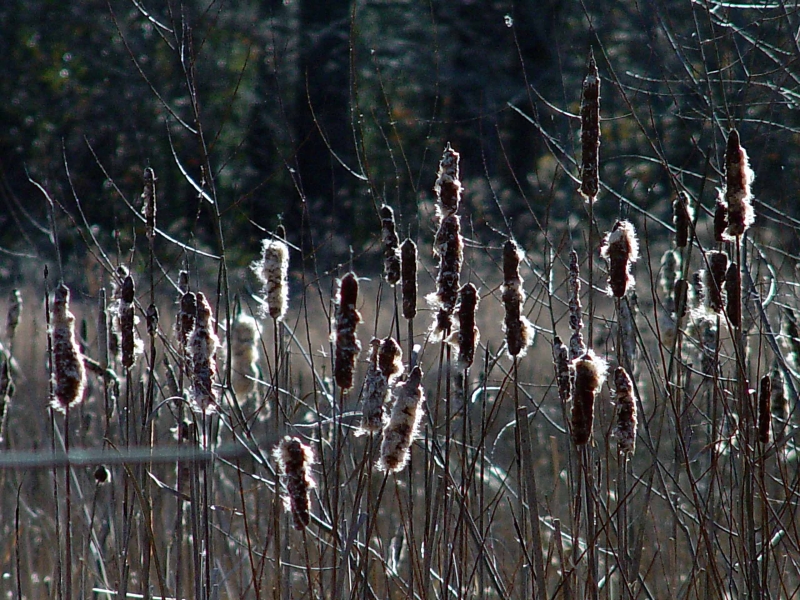 Cat tails<br><font size=2>by KMCC
