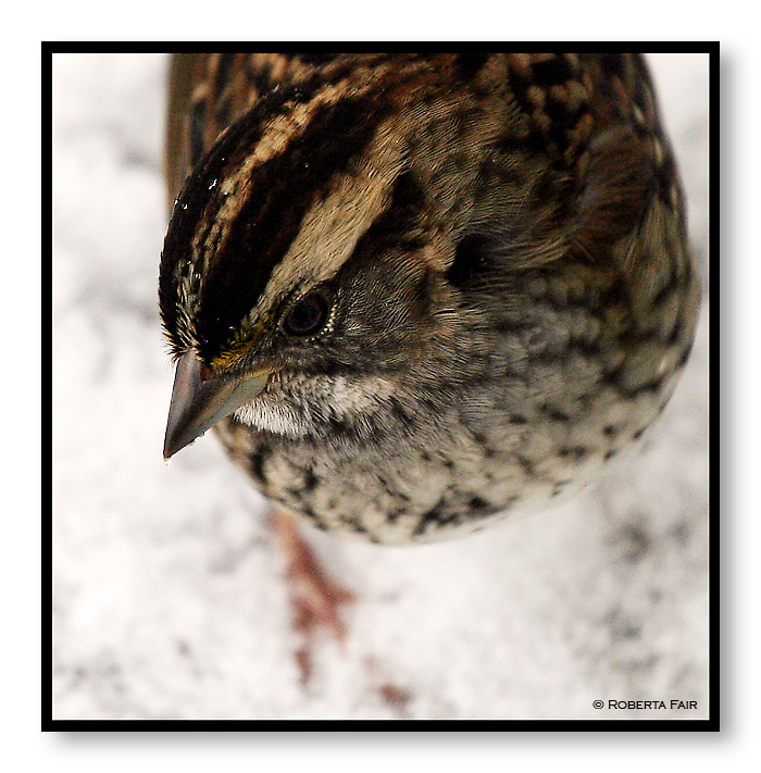 <b>Sparrow</b><br><font size=1>by Roberta</font>