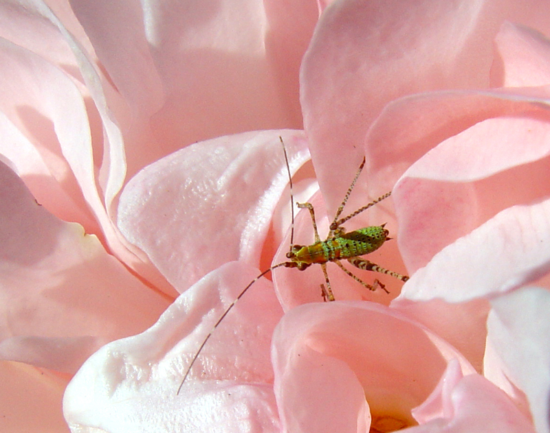 Soft Landing<br>by Kelliope