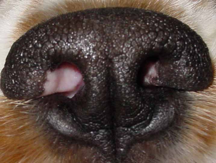 Sebastians Nose by Debbi in California