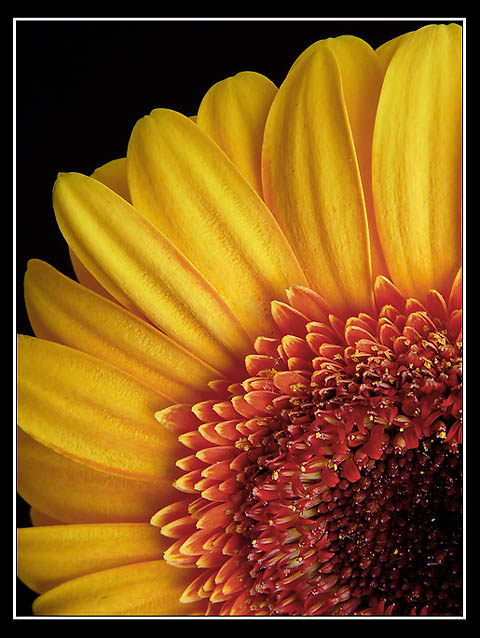 <b>Flower</b>* <br> by Dwight1973