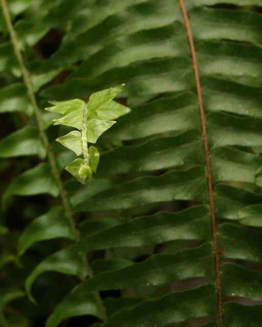 Green Fern by Mikelj