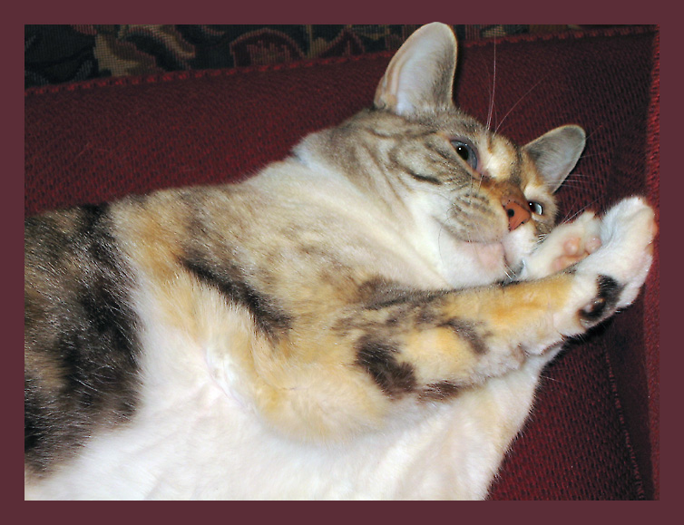 <B>Fur Face</B><BR>*<FONT size=2>Ann Chaikin</FONT>