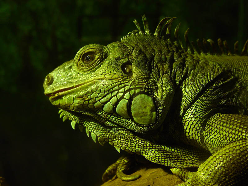 Lizard by Antoine