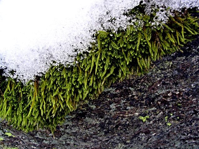 Life between snow and stone<br>by Anabela G. strm