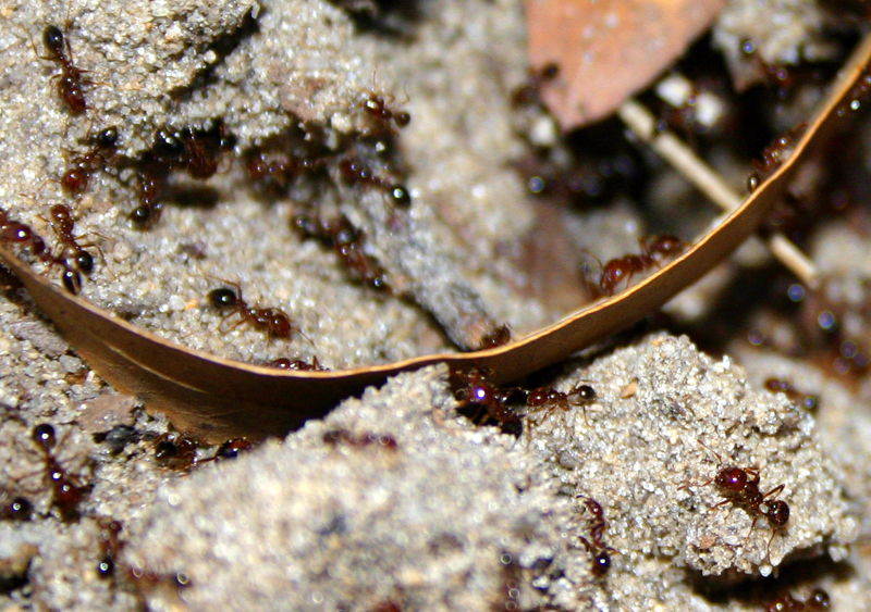 Sand and ants by Todd Mattheus*