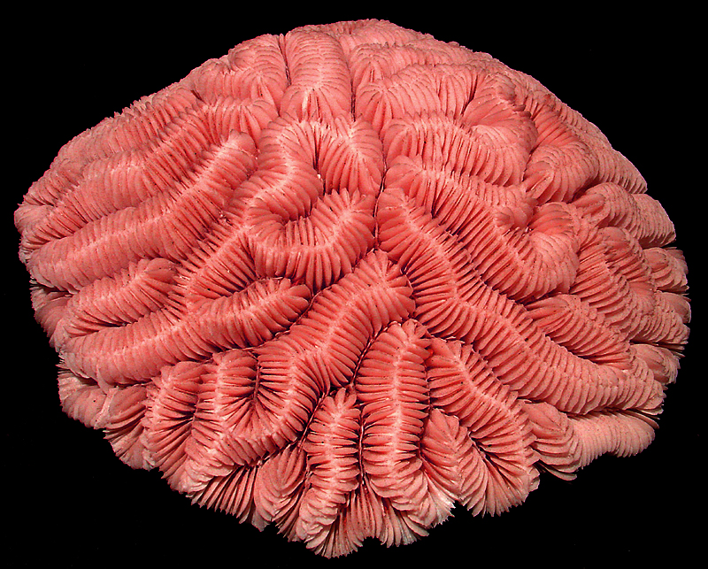 Brain Coral by Keith T.*