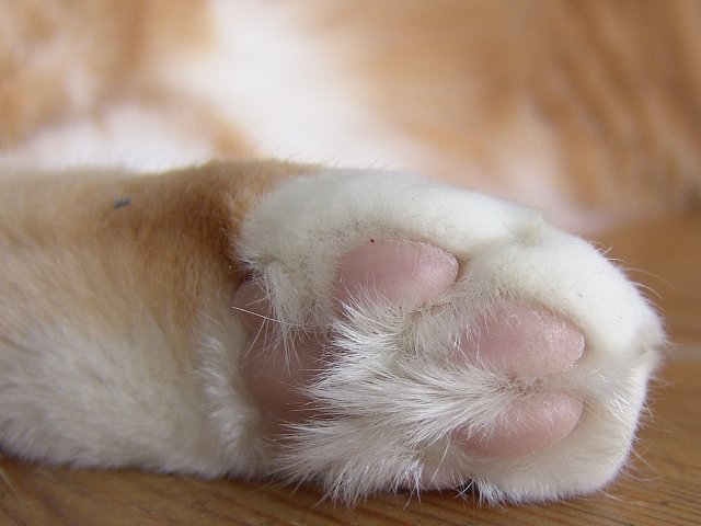 Hairy Toes * by canadian ann