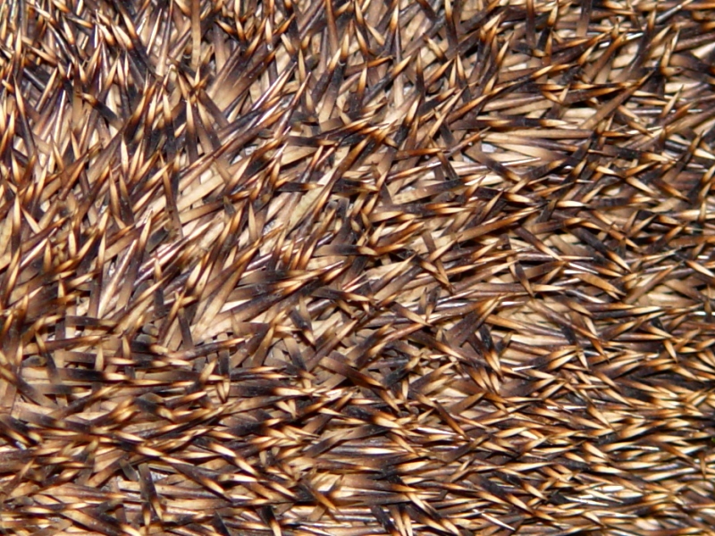 Hrisson - Hedgehog<br>by Garric