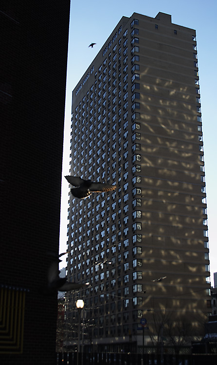 <B>Pigeons in NYC</B><BR>*<FONT size=2>Ann Chaikin</FONT>