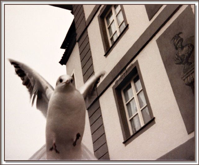 The Pigeon <br> by mlynn