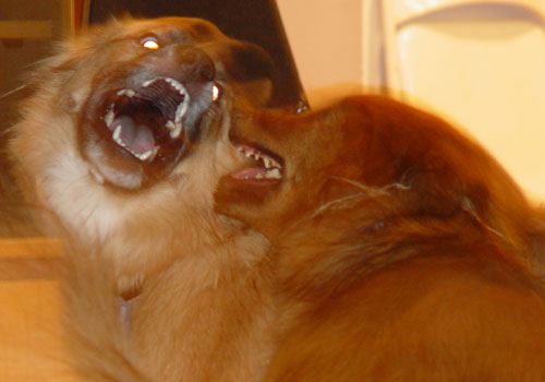 <b>Bitey Face</b><br>by George Dremeaux