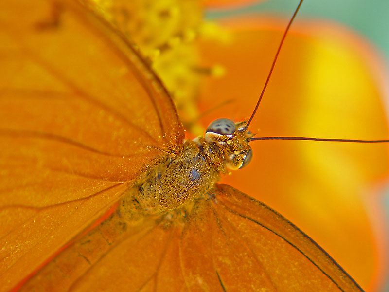 The Eyes Have It! <br> by Terry Straehley