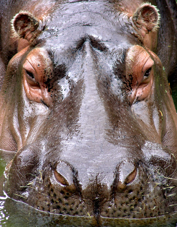 Hippo by redfive