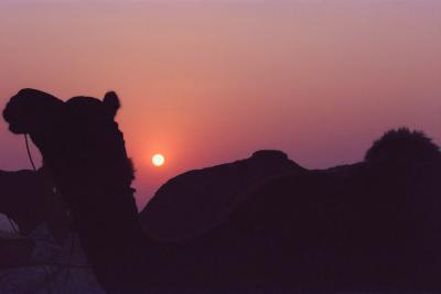 Camel354Dawn.jpg