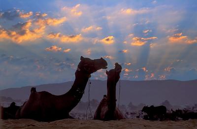 Pushkar208DawnFair.jpg