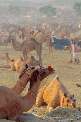 Pushkar215CamelFair.jpg
