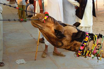 Reluctant355Camel.jpg