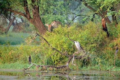 Deer289Heron.jpg