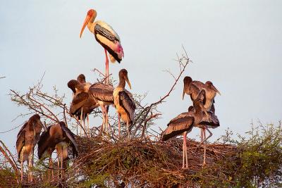 Demoiselle288Nest.jpg