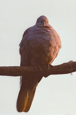 Dove285Tree.jpg