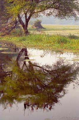 Tree284Reflections.jpg