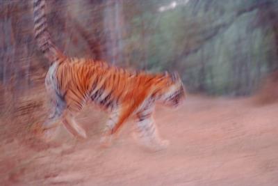 Ranthambore NP