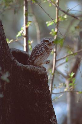 Hello188Owl.jpg
