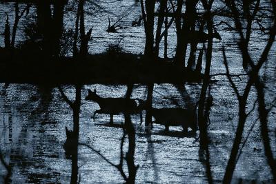 Moonlight309Silhouette.jpg