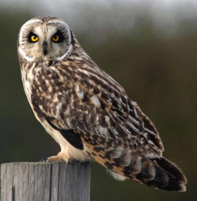 Short eared Owls