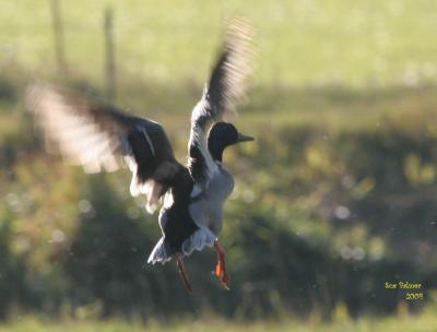 10-13 drake takeoff 0486.jpg