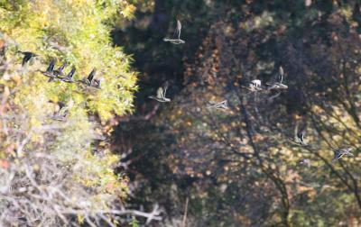 10-13 teal takeoff e 0467.jpg