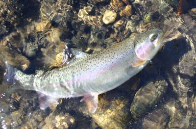 10-13 trout e 1967.jpg